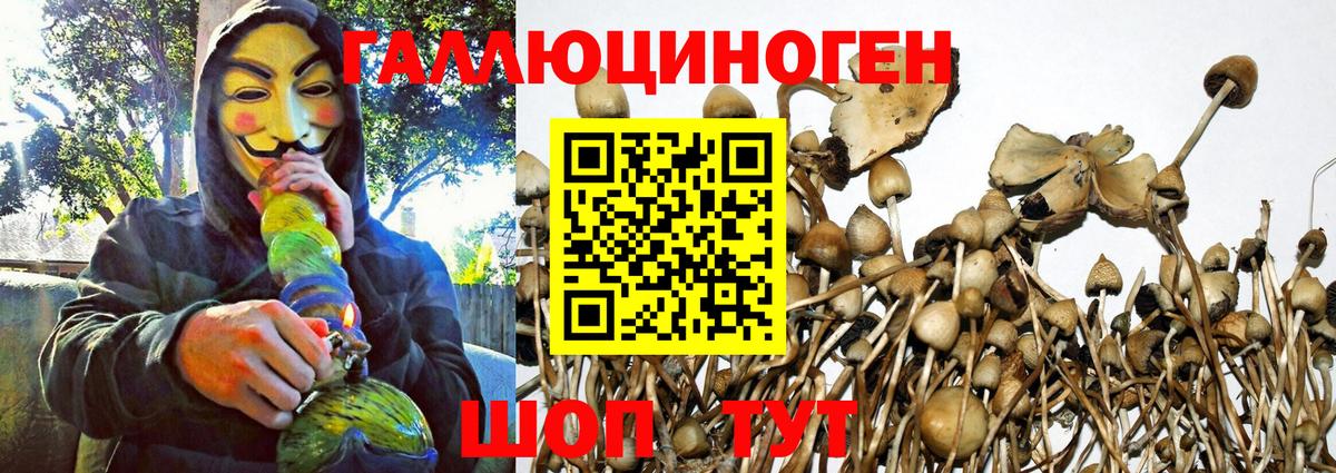 Йошкар-Ола  Псилоцибиновые грибы Psilocybine cubensis  Вход с VPN 